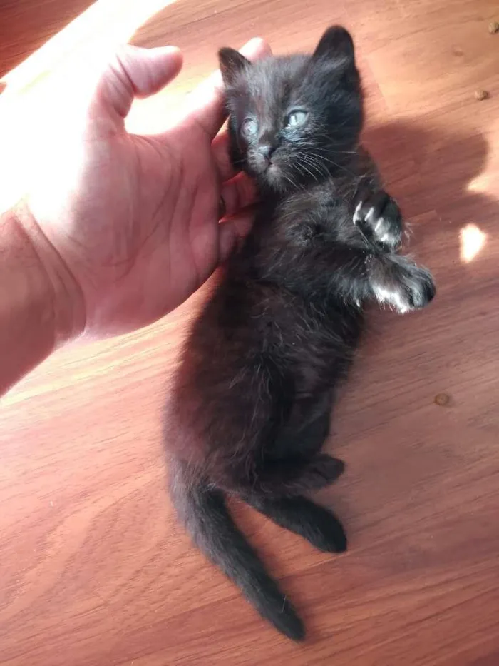 Gato ra a  idade 2 a 6 meses nome sem nome