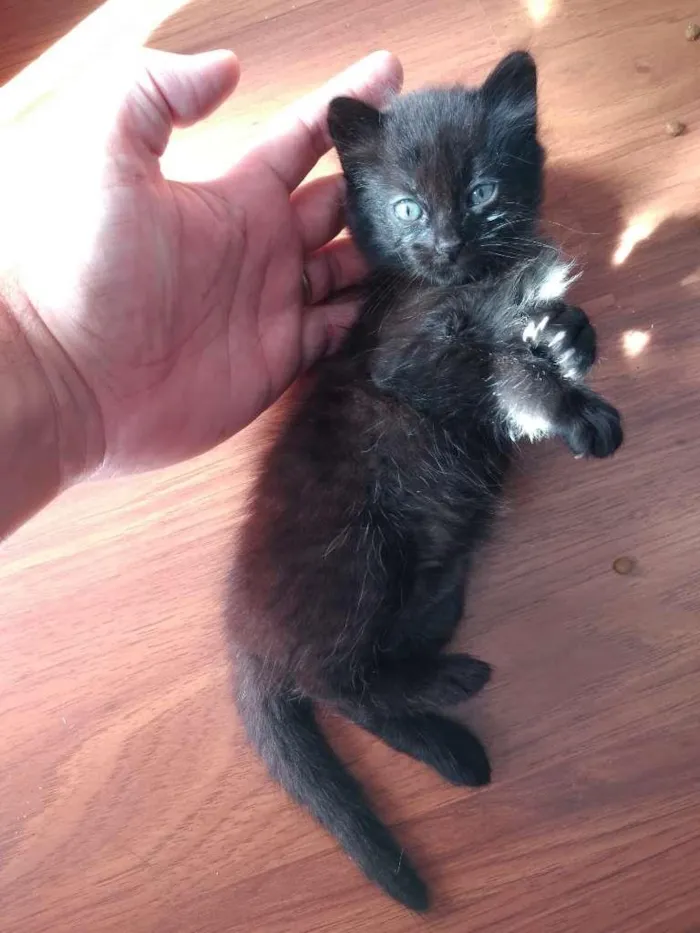 Gato ra a  idade 2 a 6 meses nome sem nome
