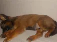 Apollo