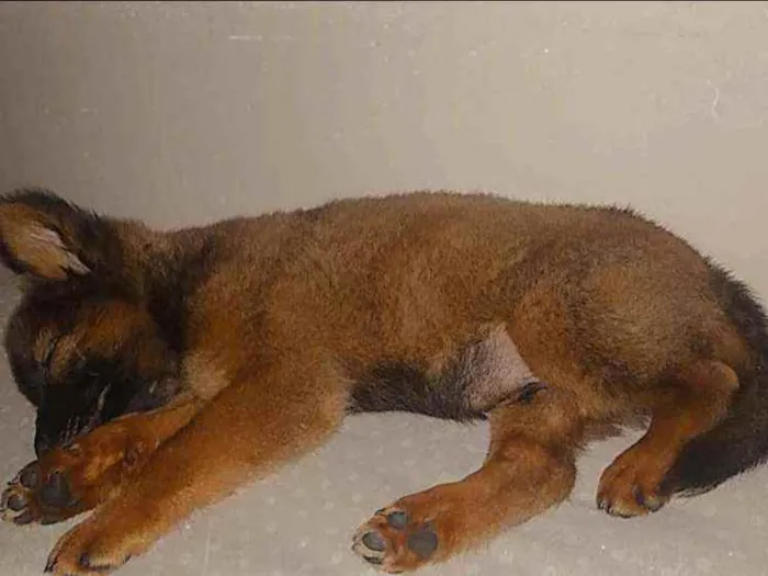 Cachorro raça Chow-chow idade 2 a 6 meses nome Apollo