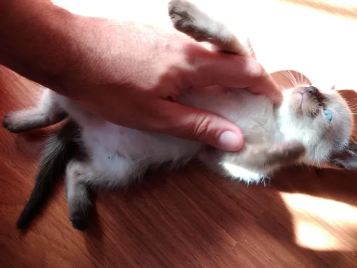 Gato ra a  idade 2 a 6 meses nome SEM NOME