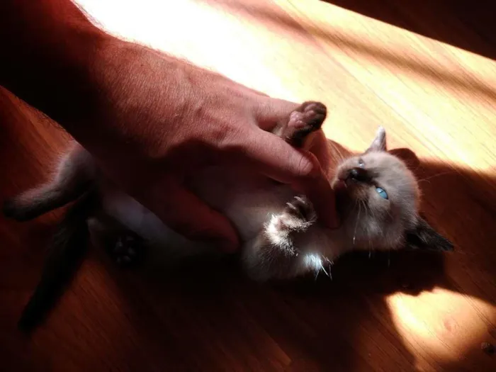 Gato ra a  idade 2 a 6 meses nome SEM NOME