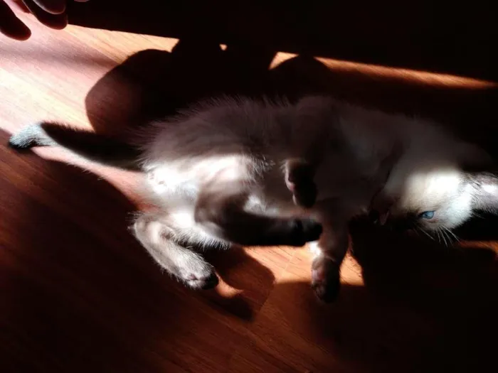 Gato ra a  idade 2 a 6 meses nome SEM NOME