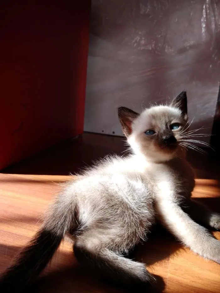 Gato ra a  idade 2 a 6 meses nome SEM NOME