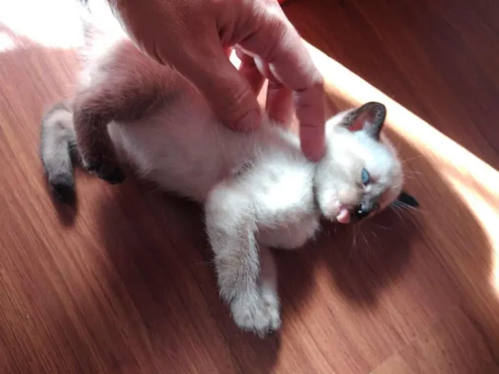 Gato ra a  idade 2 a 6 meses nome SEM NOME