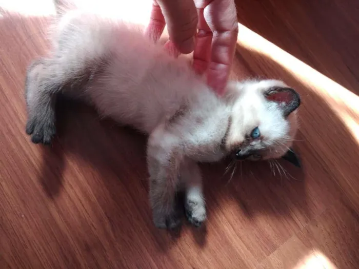 Gato ra a  idade 2 a 6 meses nome SEM NOME