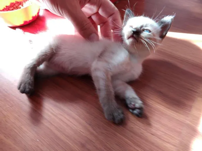 Gato ra a  idade 2 a 6 meses nome SEM NOME