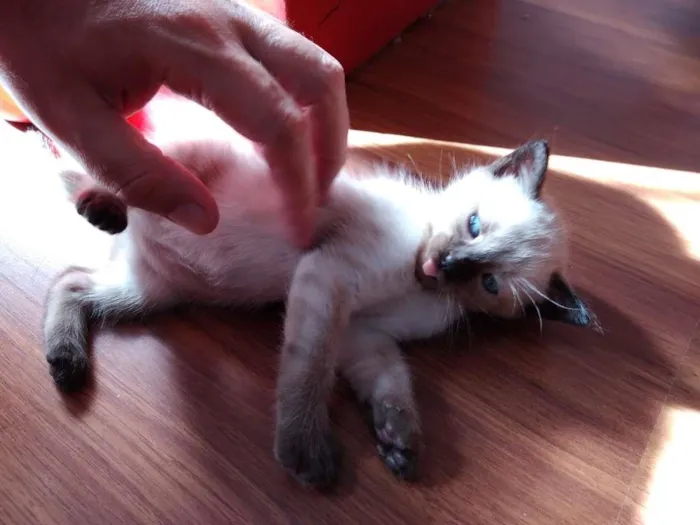 Gato ra a  idade 2 a 6 meses nome SEM NOME