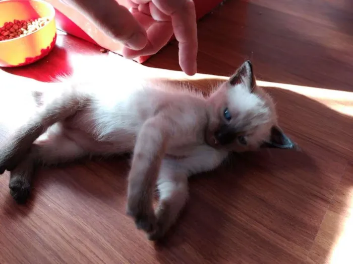 Gato ra a  idade 2 a 6 meses nome SEM NOME