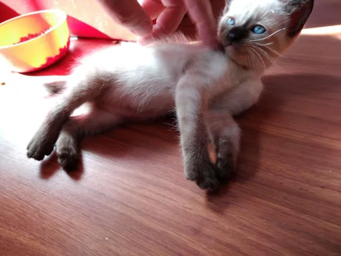 Gato ra a  idade 2 a 6 meses nome SEM NOME