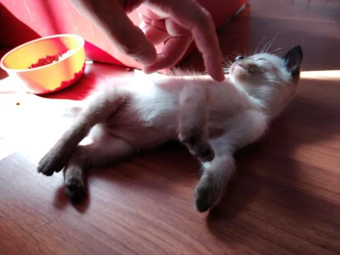 Gato ra a  idade 2 a 6 meses nome SEM NOME