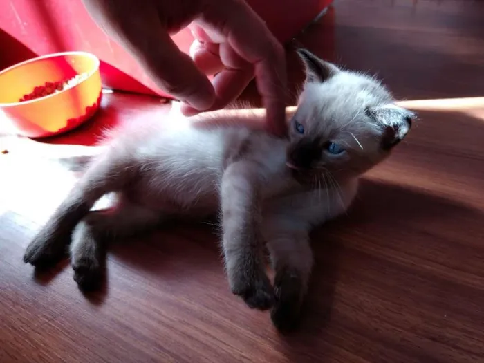 Gato ra a  idade 2 a 6 meses nome SEM NOME