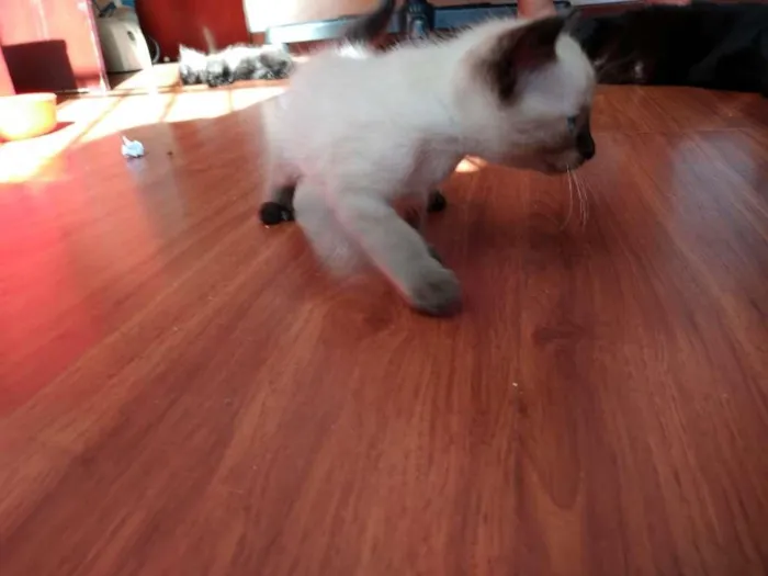 Gato ra a  idade 2 a 6 meses nome SEM NOME