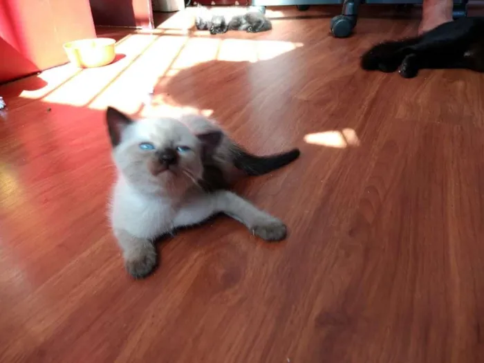 Gato ra a  idade 2 a 6 meses nome SEM NOME