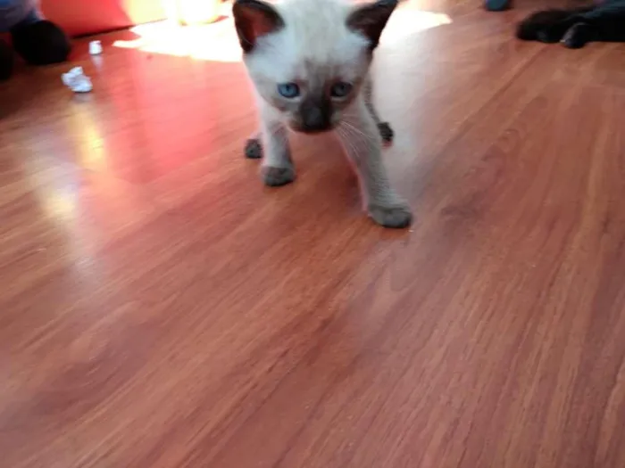 Gato ra a  idade 2 a 6 meses nome SEM NOME
