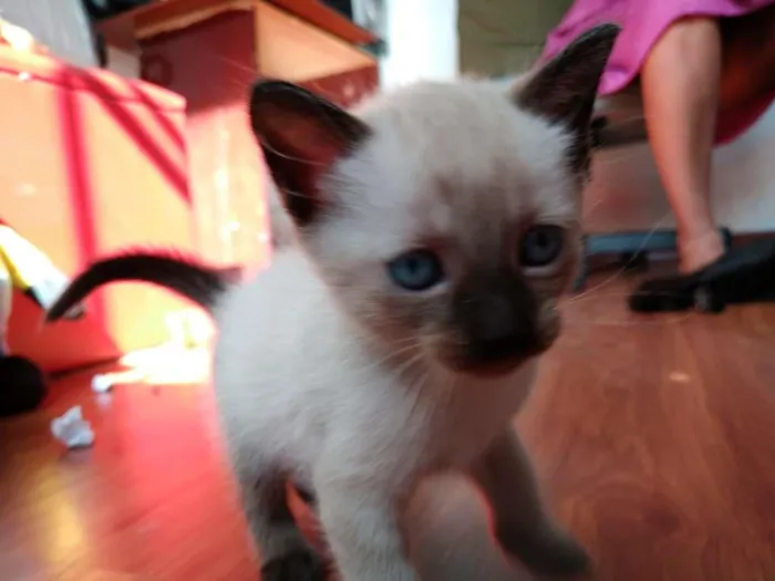 Gato ra a  idade 2 a 6 meses nome SEM NOME