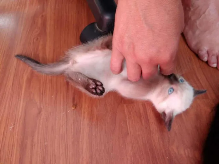 Gato ra a  idade 2 a 6 meses nome SEM NOME
