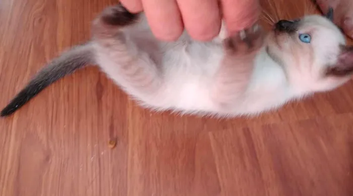 Gato ra a  idade 2 a 6 meses nome SEM NOME