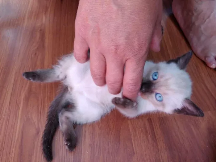 Gato ra a  idade 2 a 6 meses nome SEM NOME