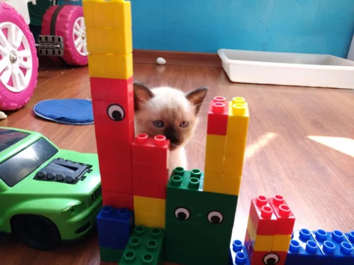 Gato ra a  idade 2 a 6 meses nome SEM NOME