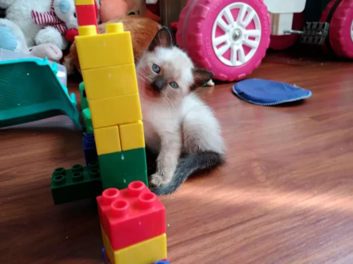 Gato ra a  idade 2 a 6 meses nome SEM NOME