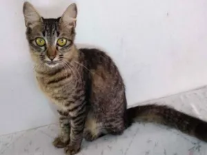 Gato raça  idade 2 a 6 meses nome sem nome