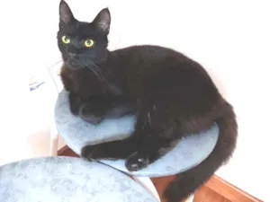 Gato raça  idade 2 a 6 meses nome sem nome