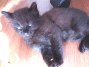 Gato raça  idade 2 a 6 meses nome sem nome
