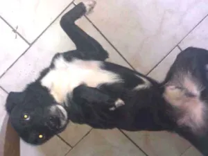 Cachorro raça Misturado idade 2 anos nome Bank