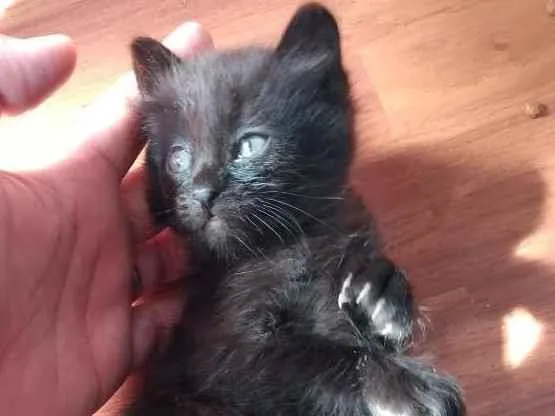 Gato ra a  idade 2 a 6 meses nome sem nome