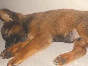 Cachorro raça Chow-chow idade 2 a 6 meses nome Apollo