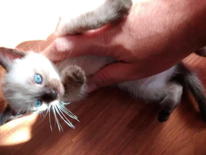 Gato ra a  idade 2 a 6 meses nome SEM NOME