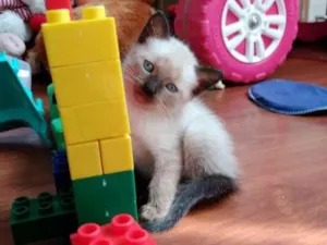 Gato raça  idade 2 a 6 meses nome SEM NOME