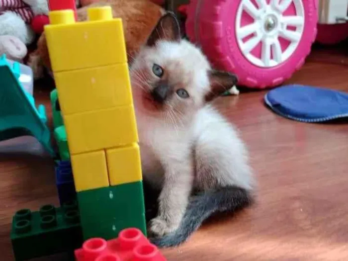 Gato ra a  idade 2 a 6 meses nome SEM NOME