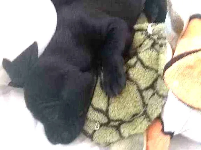 Cachorro ra a Pitbull com Beagle idade 2 a 6 meses nome Cadu