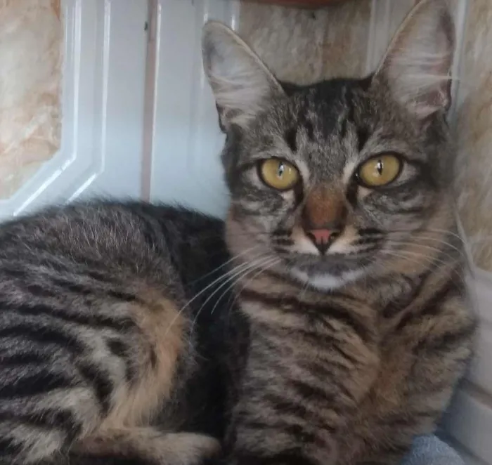 Gato ra a  idade 2 a 6 meses nome sem nome