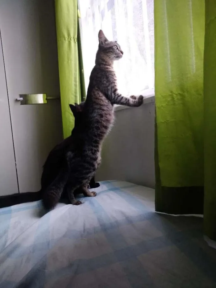 Gato ra a  idade 2 a 6 meses nome sem nome