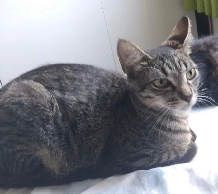 Gato ra a  idade 2 a 6 meses nome sem nome