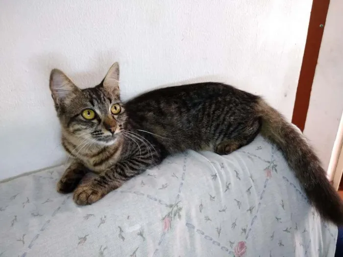 Gato ra a  idade 2 a 6 meses nome sem nome