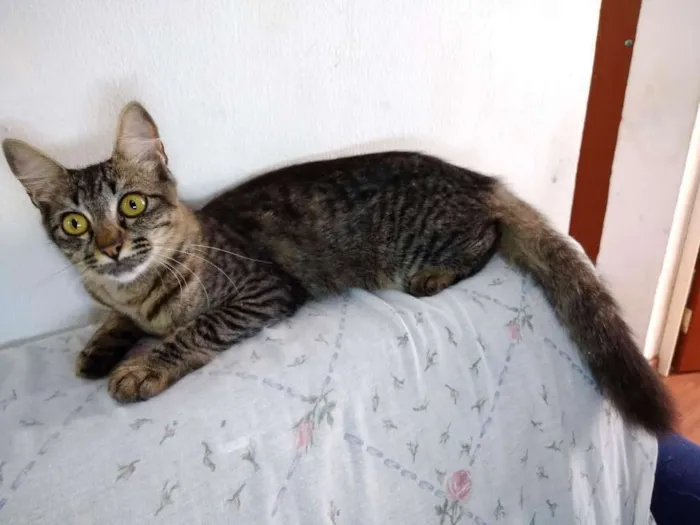 Gato ra a  idade 2 a 6 meses nome sem nome