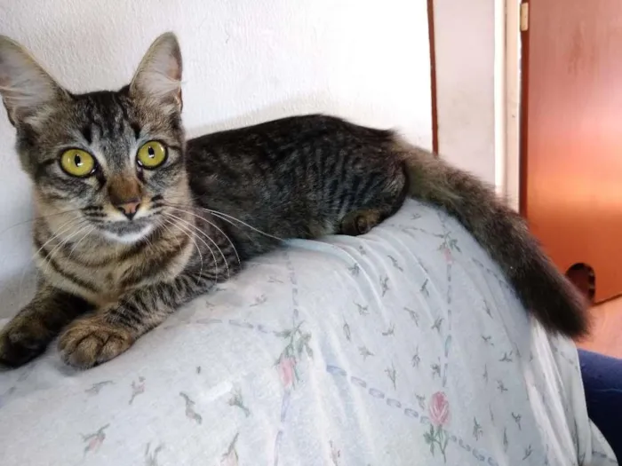 Gato ra a  idade 2 a 6 meses nome sem nome