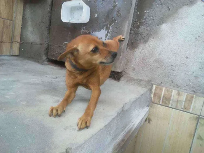 Cachorro ra a Vira lata idade 5 anos nome Sky