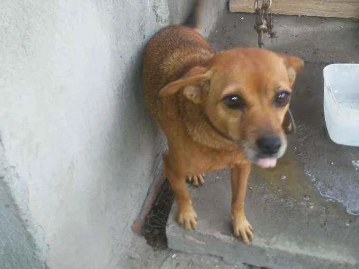 Cachorro ra a Vira lata idade 5 anos nome Sky