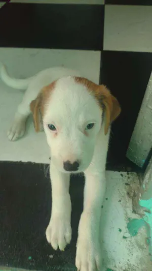 Cachorro raça Vira lata idade Abaixo de 2 meses nome Pipoca mas ainda n