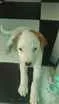 Cachorro raça Vira lata idade Abaixo de 2 meses nome Pipoca mas ainda n
