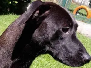 Cachorro raça Mestiça galgo  idade 1 ano nome Lilich