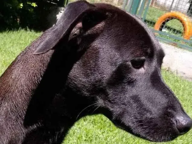 Cachorro raça Mestiça galgo  idade 1 ano nome Lilich