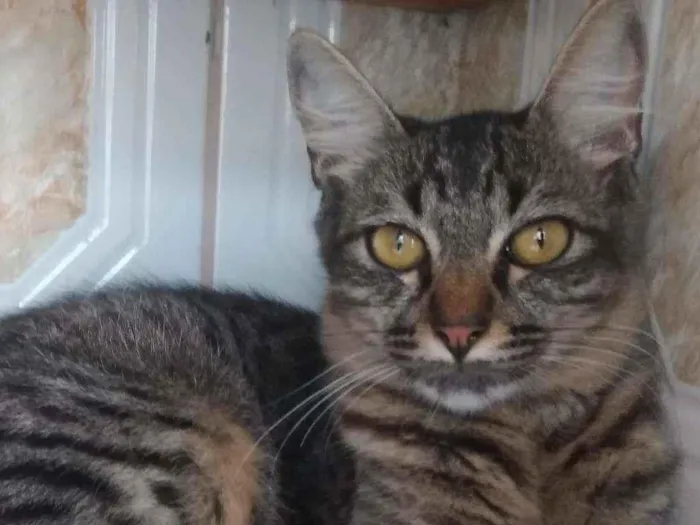 Gato ra a  idade 2 a 6 meses nome sem nome