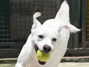 Cachorro raça Mestiço labrador idade 3 anos nome Ras