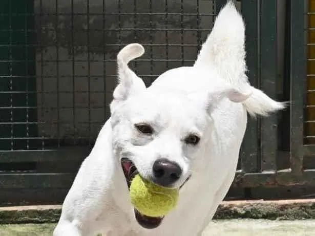 Cachorro raça Mestiço labrador idade 3 anos nome Ras